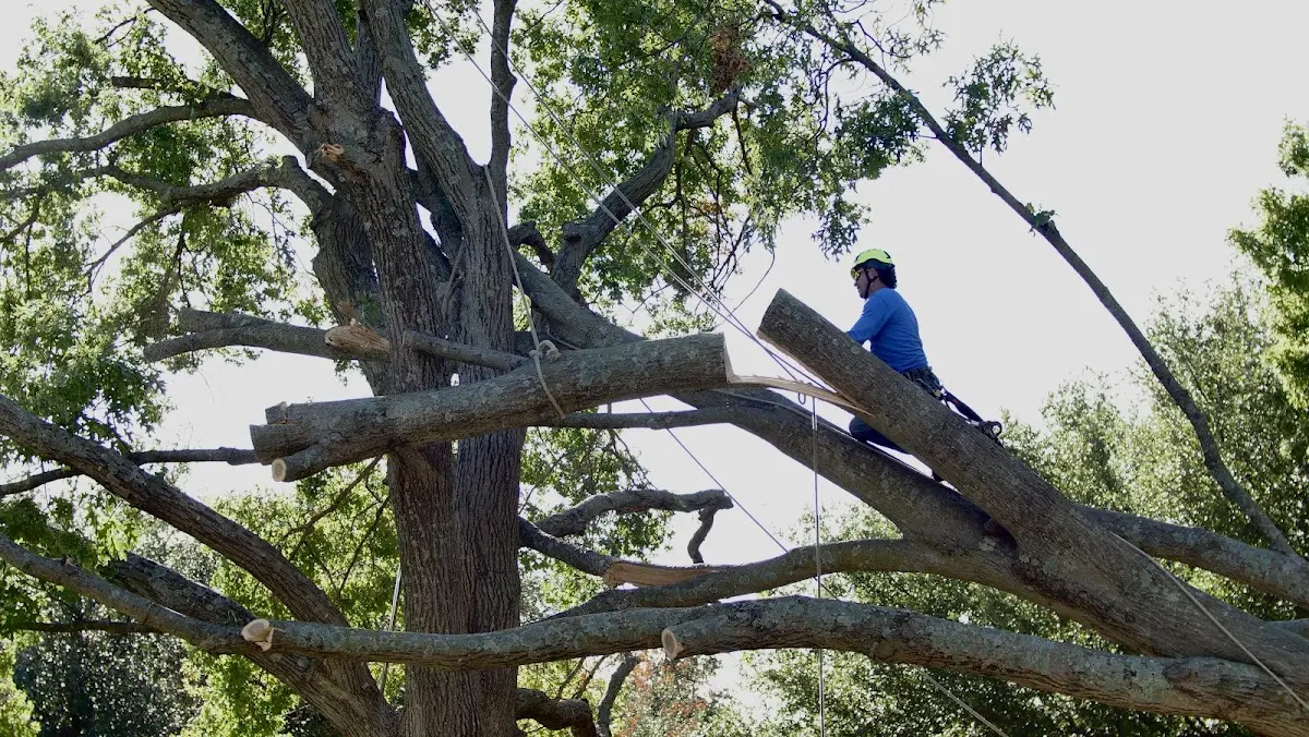 Professional Crown Thinning performed by certified arborists in Woodlake