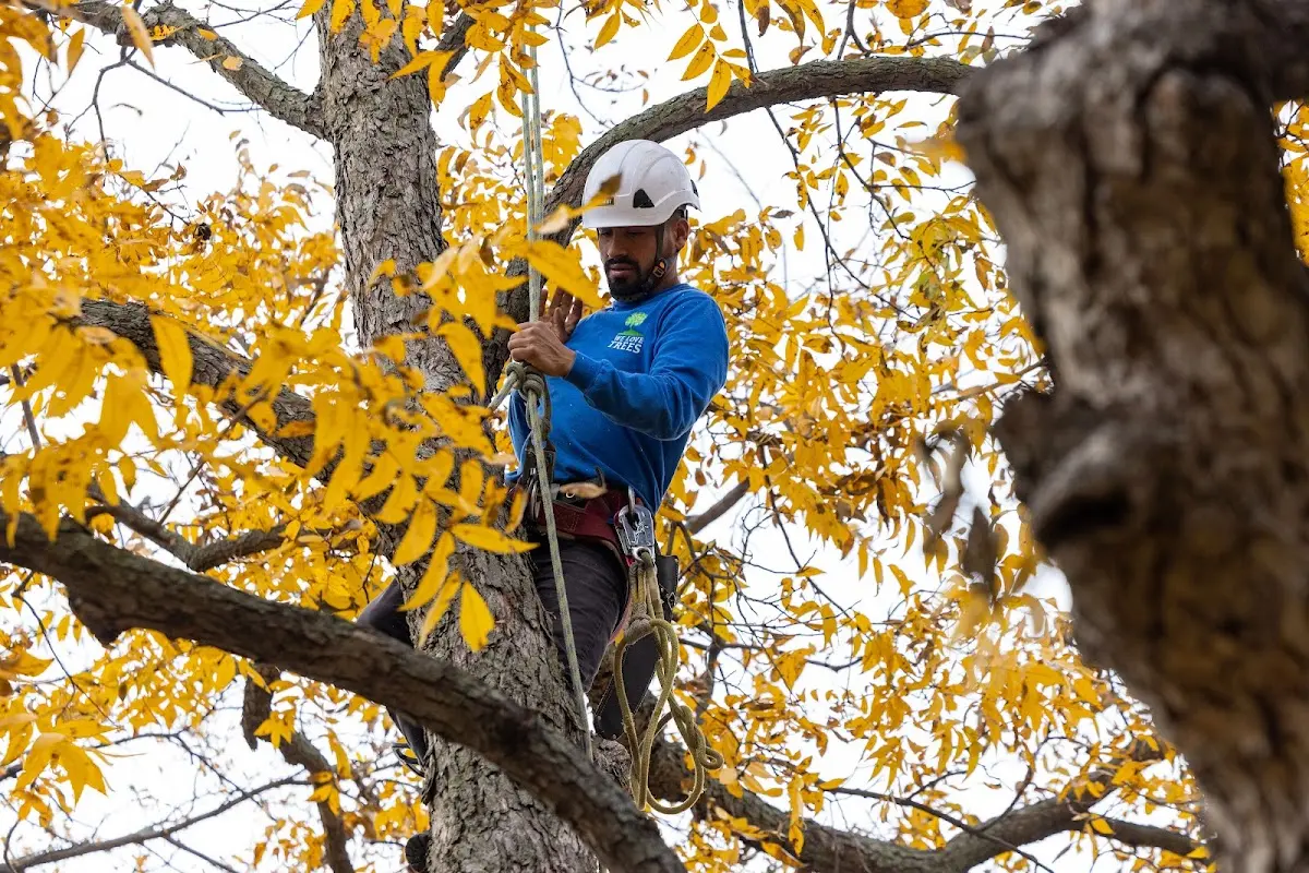 Skilled Tree Planting crew working in Woodlake